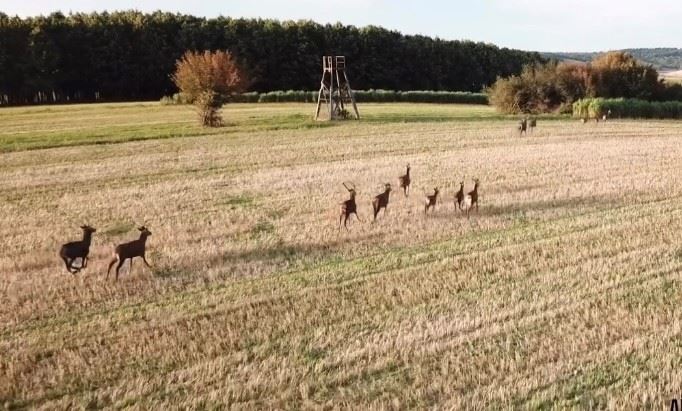 Property in Yonne, Bourgogne-Franche-Comté, features a spacious field with deer grazing and scenic views.